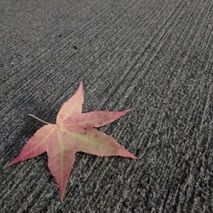 Meet your Posher, Daffie